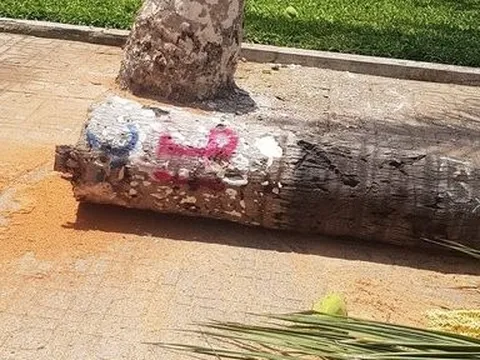 Khánh Hòa: Hàng dừa lâu năm ở đường biển Tp.Nha Trang bị đốn hạ