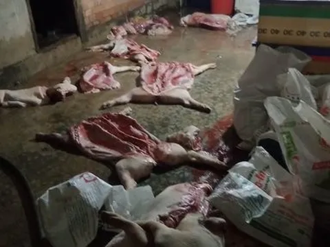 Phát hiện vụ thu gom gần một tấn heo chết bốc mùi hôi về mổ thịt