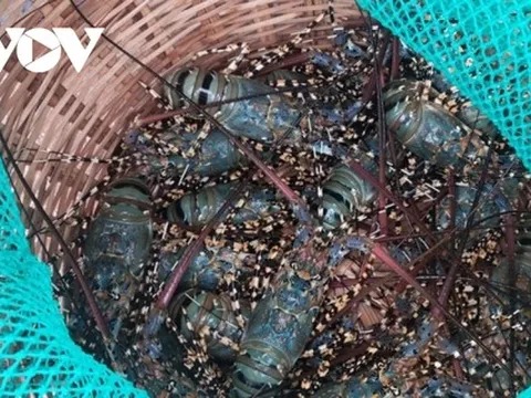 Tôm hùm xuống giá nhưng không có thương lái đến mua