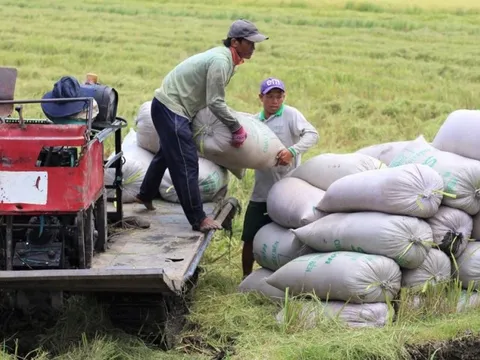 Thị trường nông sản tuần qua: Giá lúa ổn định, cà phê giảm nhẹ