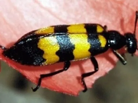 Ăn sâu ban miêu, 1 người tử vong, 1 người phải điều trị tích cực