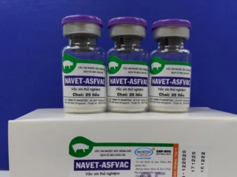 Việt Nam là nước đầu tiên sản xuất thương mại vaccine Dịch tả lợn châu Phi