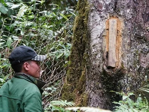 Độc đáo nghề nuôi ong rừng trong thân cây của đồng bào Xê Đăng