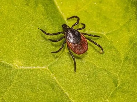 14% dân số thế giới có thể đã nhiễm bệnh từ bọ ve, nhất là Á-Âu