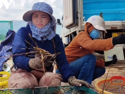 Tôm hùm Phú Yên tăng giá nhẹ