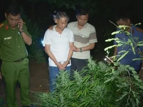 Bắt tạm giam đối tượng trồng cần sa bán 3 triệu đồng/kg