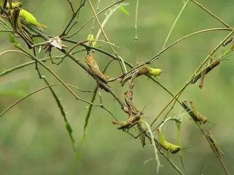 Dịch châu chấu tàn phá hàng trăm ha cây tre mét ở Nghệ An