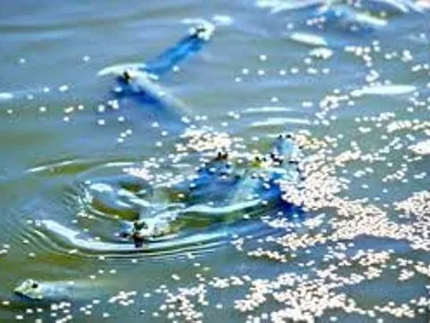 Vì sao giá cá kèo ở miền Tây tăng mạnh?