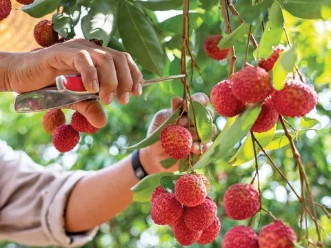 Nông sản hữu cơ mở ra một thị trường rộng lớn