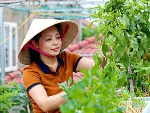 Ngắm khu vườn rau xanh mướt trên tầng cao ở TP.Hà Tĩnh