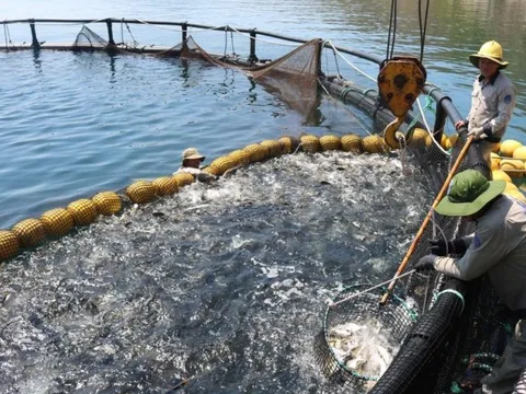 Khánh Hòa: Hướng dẫn các khu vực biển được phép nuôi trồng thủy sản