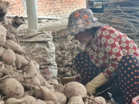 Vì sao thủ phủ khoai lang ở Vĩnh Long thu hẹp diện tích trồng?