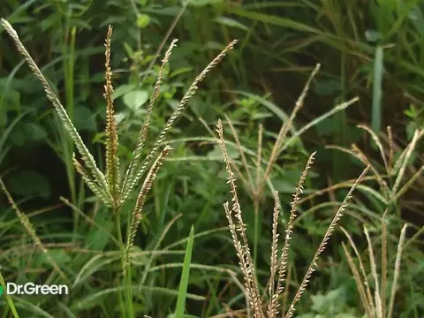 Loại cỏ mọc hoang đầy bãi, là vị thuốc quý hạ huyết áp, tiêu viêm: Ít người biết để dùng