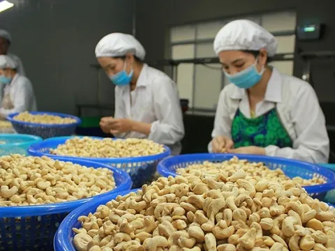 Vụ 100 container điều: Doanh nghiệp Việt lấy lại toàn bộ quyền sở hữu