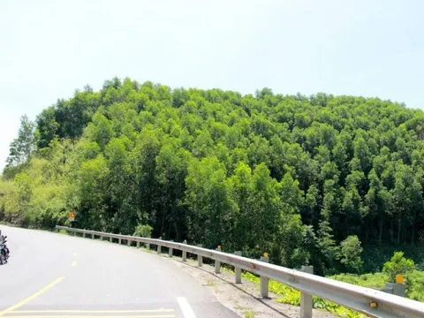 Khánh Hòa: Huyện Khánh Vĩnh nỗ lực phủ xanh đất trống, đồi trọc