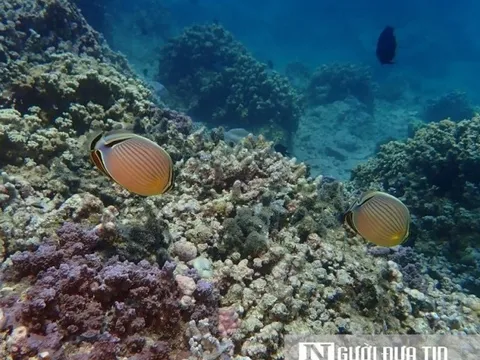 Tỉnh ủy Khánh Hòa yêu cầu xây dựng kế hoạch tổng thể phục hồi vịnh Nha Trang