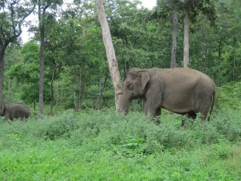 Tham vấn ý kiến đeo vòng cổ gắn định vị GPS giám sát voi hoang dã