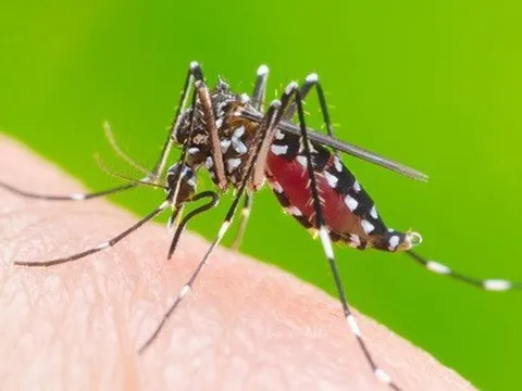 Bộ Y tế: Số mắc sốt xuất huyết liên tục tăng, nguy cơ bùng phát diện rộng