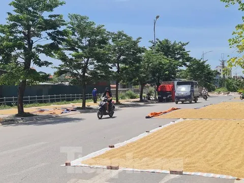 Thóc phơi đầy đường ở ngoại thành Hà Nội gây khó cho người tham gia giao thông