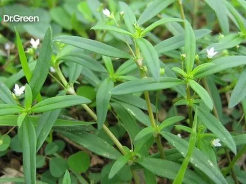 Loại cây mọc hoang nhưng giúp thanh nhiệt, giải độc, chống ung thư: Nhiều người chưa biết