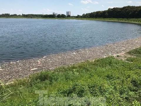 Hà Nội: Cá lại chết hàng loạt tại hồ điều hoà Yên Sở