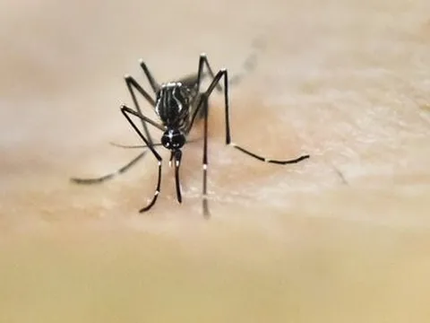 Bị sốt xuất huyết rồi có tái phát không, phòng bệnh như thế nào?