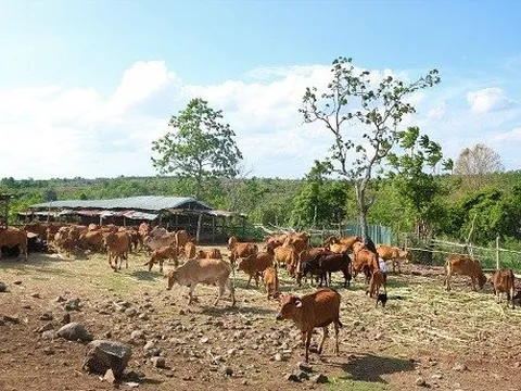 Chuyện ở xóm chăn bò thuê trên đỉnh đèo Chư Sê