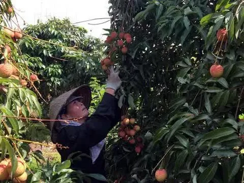 Vải thiều Thanh Hà cuối mùa xuống giá