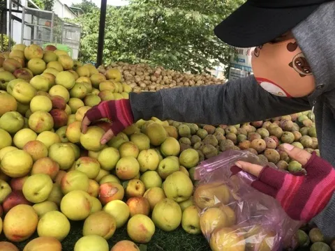 Cách phân biệt đào Việt Nam với đào Trung Quốc