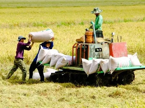 Thị trường nông sản tuần qua: Giá lúa tăng nhẹ