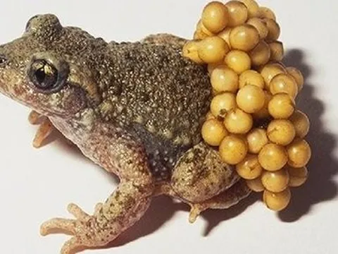 Hai chị em ruột tử vong nghi ngộ độc do ăn “vật lạ”