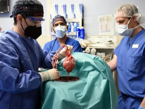 Mỹ “ngập ngừng” cấp phép cấy ghép nội tạng động vật cho người