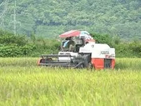 Bình Thuận: Thanh niên dùng kéo đâm người khi đang cày ruộng, lãnh án tù