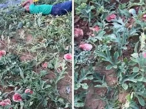 Nghệ An: Cụ ông gào khóc, ngất lịm ở ruộng dưa hấu nghi bị phá hoại