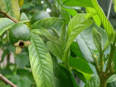 Ai cũng chỉ ăn quả mà ít biết lá của loại cây này "quét" mỡ máu, ngừa tiểu đường cực đỉnh