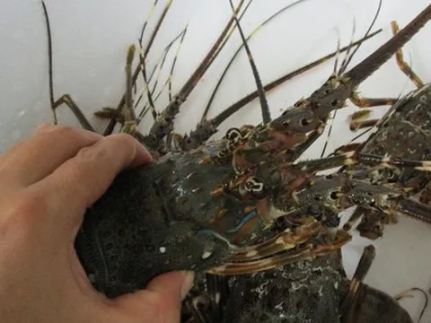 Trung Quốc mua tôm hùm trở lại, giá trị xuất khẩu tăng gần 30 lần