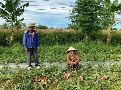 Vụ ruộng dưa hấu bị phá: Vợ chồng cụ ông tha thứ nhóm thanh niên