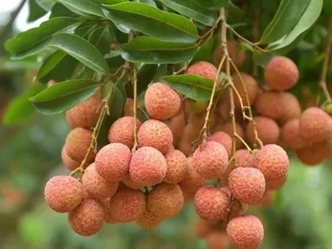 Vải thiều Việt Nam có giá 600.000 đồng/kg tại Australia