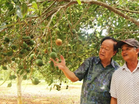 Trồng mắc ca lấy hạt, nông dân bán sướng hơn đi ‘bán vàng’