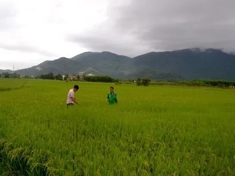 Khánh Hòa: Năm 2022, chuyển 352,5ha trồng lúa sang cây hàng năm khác