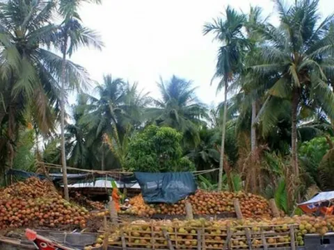 “Giải cứu” trái dừa khô đang ế ẩm tại "thủ phủ"