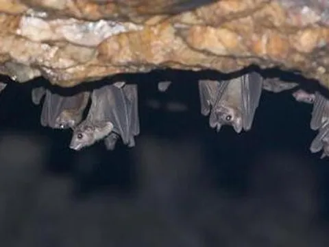 WHO thông tin về sốt xuất huyết Marburg có tỉ lệ tử vong cực cao