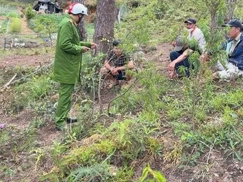 Lâm Đồng: Bắt quả tang 5 đối tượng đang phá rừng, lấn chiếm đất