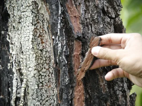 Hàng trăm cây thông ở Quảng Nam bị kẻ xấu khoan lỗ, đổ hóa chất đầu độc