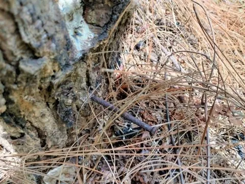 Chùm ảnh: Hàng trăm gốc thông bị đầu độc bằng hóa chất