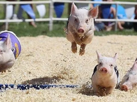 Giá lợn tăng vọt: Nông dân vui mừng hết lỗ, các doanh nghiệp quy mô như Dabaco, HAGL, Masan MEALife… cũng kỳ vọng lãi lớn