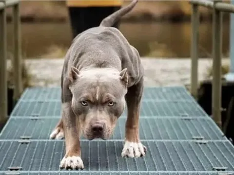 Điều tra vụ bị hàng xóm đánh, thả chó qua tấn công hàng xóm