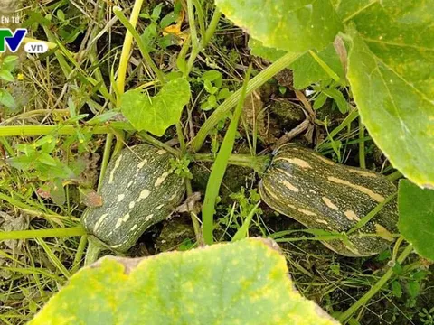 Cảnh báo ngộ độc do ăn thực phẩm phun thuốc trừ sâu