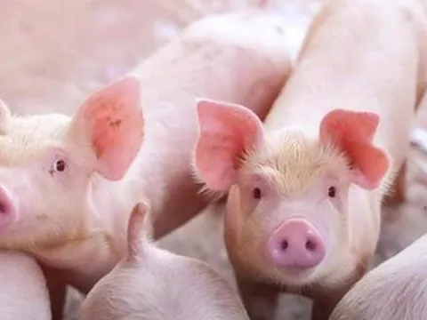 Cổ phiếu chăn nuôi phục hồi cùng giá thịt heo