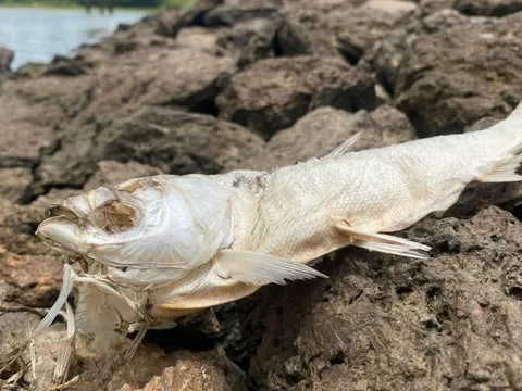 Tìm nguyên nhân khiến cá chết hàng loạt tại Đập Bình Hà